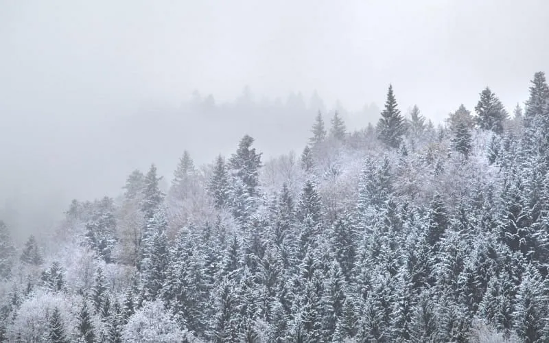 mountainforestindensewinterfog20210826171728utc.jpg